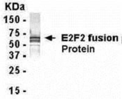 Western Blot: E2F-2 Antibody [NB120-14292] - E coli-derived fusion protein as test antigen. Affi-anti- E2F2 dilution: 1:2000, Goat anti-IgY-HRP dilution: 1:1000. Colorimetric method for signal development. ( anti-E2F2 )