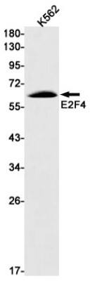 Western Blot: E2F-4 Antibody (S09-7E6) [NBP3-19623] - Western blot detection of E2F-4 in K562 cell lysates using NBP3-19623 (1:1000 diluted). Predicted band size: 44kDa. Observed band size: 65kDa.