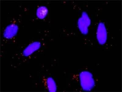 Proximity Ligation Assay: E2F3 Antibody (5F7) [H00001871-M01] - Analysis of protein-protein interactions between MSH2 and E2F3. HeLa cells were stained with anti-MSH2 rabbit purified polyclonal 1:1200 and anti-E2F3 mouse monoclonal antibody 1:50. Each red dot represents the detection of protein-protein interaction complex, and nuclei were counterstained with DAPI (blue).