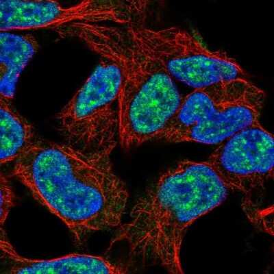 Immunocytochemistry/Immunofluorescence: E2F3 Antibody [NBP2-68610] - Staining of human cell line HEK 293 shows localization to nuclear speckles. Antibody staining is shown in green.