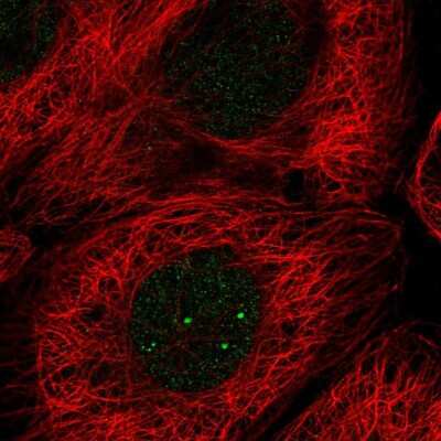 Immunocytochemistry/ Immunofluorescence E2F5 Antibody