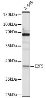 Western Blot: E2F5 Antibody [NBP2-92290] - Analysis of extracts of A-549 cells, using E2F5 at 1:1000 dilution.Secondary antibody: HRP Goat Anti-Rabbit IgG (H+L) at 1:10000 dilution.Lysates/proteins: 25ug per lane.Blocking buffer: 3% nonfat dry milk in TBST.Detection: ECL Basic Kit .Exposure time: