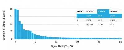Protein Array: E2F6 Antibody (PCRP-E2F6-1F8) - Azide and BSA Free [NBP3-08952] - Analysis of Protein Array containing more than 19,000 full-length human proteins using E2F6 Mouse Monoclonal Antibody (PCRP-E2F6-1F8).