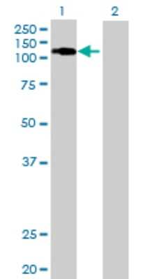 Western Blot: E4F1 Antibody [H00001877-B01P] - Analysis of E4F1 expression in transfected 293T cell line by E4F1 polyclonal antibody.  Lane 1: E4F1 transfected lysate(86.24 KDa). Lane 2: Non-transfected lysate.