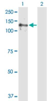 Western Blot: E4F1 Antibody [H00001877-D01P] - Analysis of E4F1 expression in transfected 293T cell line by E4F1 polyclonal antibody.Lane 1: E4F1 transfected lysate(83.50 KDa).Lane 2: Non-transfected lysate.