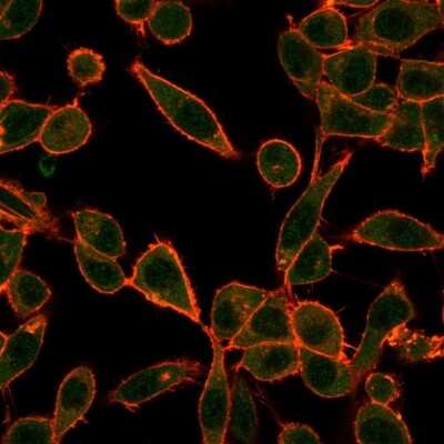 Immunocytochemistry/Immunofluorescence: E6AP/UBE3A Antibody (PCRP-UBE3A-1A2) [NBP3-08913] - Immunofluorescent Analysis of PFA-fixed HeLa cells. E6AP/UBE3A Mouse Monoclonal Antibody (PCRP-UBE3A-1A2) followed by IgG-CF488 (green), counterstained with phalloidin.