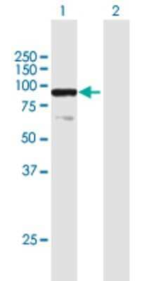 Western Blot: E74 like factor 1 Antibody [H00001997-B01P] - Analysis of ELF1 expression in transfected 293T cell line by ELF1 polyclonal antibody.  Lane 1: ELF1 transfected lysate(68.09 KDa). Lane 2: Non-transfected lysate.