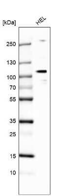 Western Blot: E74 like factor 1 Antibody [NBP1-90352] - Analysis in human cell line HEL.