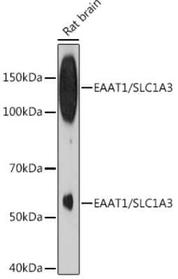 Western Blot: EAAT1/GLAST-1/SLC1A3 Antibody (7Y4U5) [NBP3-16865] - Analysis of extracts of Rat brain, using EAAT1/GLAST-1/SLC1A3 Rabbit mAb (NBP3-16865) at 1:500 dilution. Secondary antibody: HRP Goat Anti-Rabbit IgG (H+L) at 1:10000 dilution. Lysates/proteins: 25ug per lane. Blocking buffer: 3% nonfat dry milk in TBST. Detection: ECL Enhanced Kit. Exposure time: 3min.