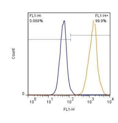 Flow (Intracellular): EAAT1/GLAST-1/SLC1A3 Antibody [Alexa Fluor 488] [NB100-1869AF488] - Intracellular staining of HEK293 cells (1 x 10^6 cells/ml) with EAAT-1 antibody (orange) stained at a dilution of 1:500.  Shown with rIgG (AF488) isotype control (blue).