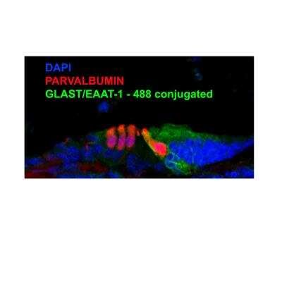 Immunohistochemistry-Frozen: EAAT1/GLAST-1/SLC1A3 Antibody [Alexa Fluor® 488] [NB100-1869AF488] - EAAT-1/GLAST is expressed in inner phalangeal and inner border cells adjacent to inner hair cells in 1 week old mouse cochlea. IHC-Fr image submitted by a verified customer review.