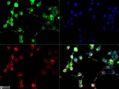 Immunocytochemistry/Immunofluorescence: EAAT1/GLAST-1/SLC1A3 Antibody [NB100-1869] - SLC1A3 antibody was tested at 1:250 in Neuro2A cells with DyLight 488 (green). Nuclei and alpha-tubulin were counterstained with DAPI (blue) and DyLight 550 (red). Image objective 40X.