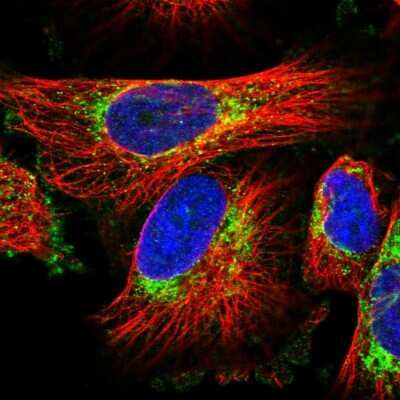 Immunocytochemistry/Immunofluorescence: EAAT1/GLAST-1/SLC1A3 Antibody [NBP1-84940] - Staining of human cell line U-251 MG shows localization to mitochondria. Antibody staining is shown in green.