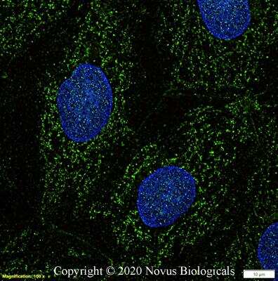 Immunocytochemistry/Immunofluorescence: EAAT1/GLAST-1/SLC1A3 Antibody [NBP3-05771] - Caco-2 cells were fixed in 4% paraformaldehyde for 10 minutes and permeabilized in 0.05% Triton X-100 in PBS for 5 minutes. The cells were incubated with anti- EAAT1/GLAST-1/SLC1A3 Antibody NBP3-05771 at 2 ug/ml overnight at 4C and detected with an anti-rabbit Dylight 488 (Green) at a 1:1000 dilution for 60 minutes. Nuclei were counterstained with DAPI (Blue).  Cells were imaged using a 100X objective and digitally deconvolved.