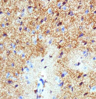 Immunohistochemistry-Paraffin: EAAT1/GLAST-1/SLC1A3 Antibody [NB100-1869] - Analysis of SLC1A3 on mouse brain.