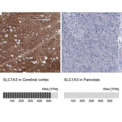 <b>Orthogonal Strategies Validation. </b>Immunohistochemistry-Paraffin: EAAT1/GLAST-1/SLC1A3 Antibody [NBP1-84939] - Analysis in human cerebral cortex and pancreas tissues. Corresponding SLC1A3 RNA-seq data are presented for the same tissues.