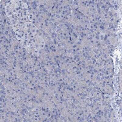 Immunohistochemistry-Paraffin: EAAT1/GLAST-1/SLC1A3 Antibody [NBP1-84939] - Staining of human pancreas shows no positivity in exocrine glandular cells.