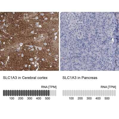 Immunohistochemistry-Paraffin: EAAT1/GLAST-1/SLC1A3 Antibody [NBP1-84940] - Analysis in human cerebral cortex and pancreas tissues. Corresponding SLC1A3 RNA-seq data are presented for the same tissues.