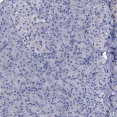 Immunohistochemistry-Paraffin: EAAT1/GLAST-1/SLC1A3 Antibody [NBP1-84940] - Staining of human pancreas shows no positivity in exocrine glandular cells as expected.