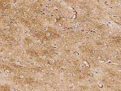 Immunohistochemistry-Paraffin: EAAT1/GLAST-1/SLC1A3 Antibody [NBP2-98747] - Staining of human EAAT1/GLAST-1/SLC1A3 in human brain with rabbit polyclonal antibody (1:2000).