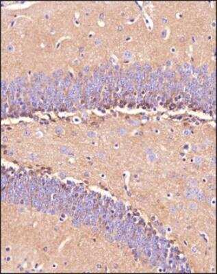 Immunohistochemistry-Paraffin: EAAT1/GLAST-1/SLC1A3 Antibody [NBP3-05771] - Analysis of a FFPE tissue section of mouse brain using 1:200 dilution of SLC1A3 antibody. The staining was developed using HRP labeled anti-rabbit secondary antibody and DAB reagent, and nuclei of cells were counter-stained with hematoxylin. Strong cytoplasmic and membrane reactivity were observed.