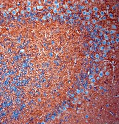 Immunohistochemistry-Paraffin: EAAT2/GLT1 Antibody - Azide Free [NBP1-20136] - Mouse olfactory bulbs. The animal was perfused using Autoperfuser at a pressure of 130 mmHg with 300 ml 4% FA before being processed for paraffin embedding. HIER: Tris-EDTA, pH 9 for 20 min. Blocking: 0.2% LFDM in TBST filtered thru 0.2 um.