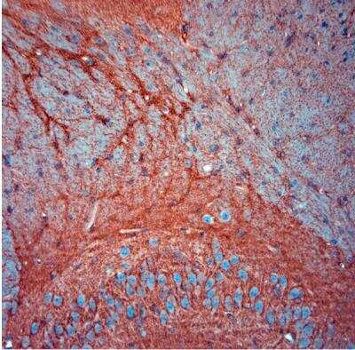 Immunohistochemistry-Paraffin: EAAT2/GLT1 Antibody - Azide Free [NBP1-20136] - Mouse brain (hippocampus). The animal was perfused at a pressure of 130 mmHg with 300 ml 4% FA before being processed for paraffin embedding. HIER: Tris-EDTA, pH 9 for 20 min.