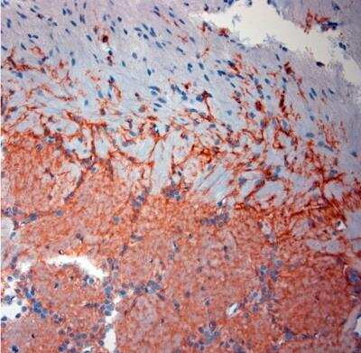 Immunohistochemistry-Paraffin: EAAT2/GLT1 Antibody - Azide Free [NBP1-20136] - Mouse olfactory bulbs. The animal was perfused using Autoperfuser at a pressure of 130 mmHg with 300 ml 4% FA before being processed for paraffin embedding. HIER: Tris-EDTA, pH 9 for 20 min using. Blocking: 0.2% LFDM in TBST filtered thru 0.2 um.