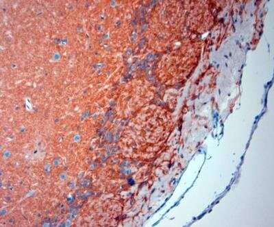 Immunohistochemistry-Paraffin: EAAT2/GLT1 Antibody - Azide Free [NBP1-20136] - Sections of mouse olfactory bulbs. The animal was perfused using Autoperfuser at a pressure of 130 mmHg with 300 ml 4% FA before being processed for paraffin embedding. HIER: Tris-EDTA, pH 9 for 20 min. Blocking: 0.2% LFDM in TBST filtered thru 0.2 um.