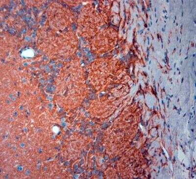 Immunohistochemistry-Paraffin: EAAT2/GLT1 Antibody - Azide Free [NBP1-20136] - Sections of mouse olfactory bulbs. The animal was perfused using Autoperfuser at a pressure of 130 mmHg with 300 ml 4% FA before being processed for paraffin embedding. HIER: Tris-EDTA, pH 9 for 20 min. Blocking: 0.2% LFDM in TBST filtered thru 0.2 um.