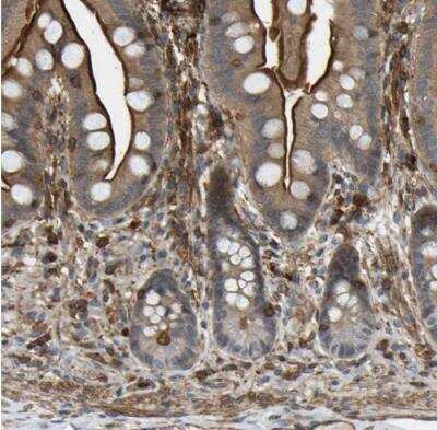 Immunohistochemistry-Paraffin: EAAT3 Antibody [NBP1-84938] - Staining of human small intestine shows strong luminal membranous positivity in glandular