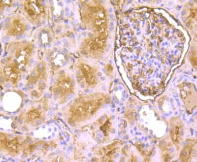Immunohistochemistry-Paraffin: EAAT3 Antibody (JU39-69) [NBP2-75476] - Analysis of paraffin-embedded human kidney tissue using anti-EAAT3 antibody. Counter stained with hematoxylin.