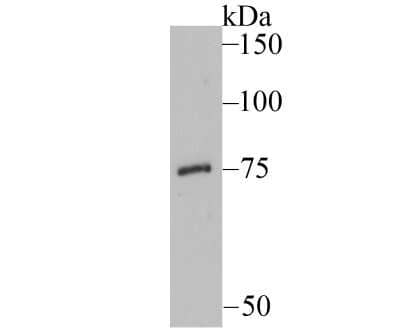 Western Blot: EAAT3 Antibody (JU39-69) [NBP2-75476] - Analysis of EAAT3 on mouse liver tissue lysate using anti-EAAT3 antibody at 1/500 dilution.