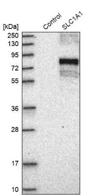 Western Blot: EAAT3 Antibody [NBP1-84938] - Analysis in control (vector only transfected HEK293T lysate) and SLC1A1 over-expression lysate (Co-expressed with a C-terminal myc-DDK tag (3.1 kDa) in mammalian HEK293T cells).