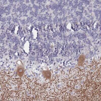 Immunohistochemistry-Paraffin: EAAT4 Antibody [NBP2-48805] - Staining of human cerebellum shows moderate cytoplasmic positivity in Purkinje cells.