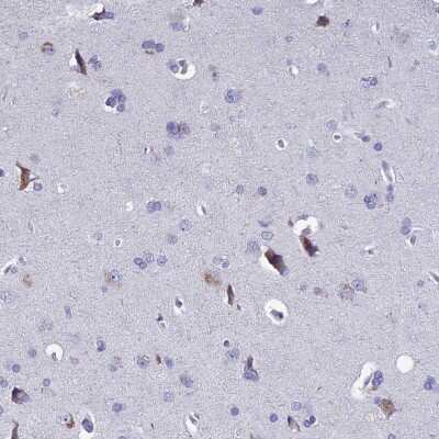 Immunohistochemistry-Paraffin: EAAT4 Antibody [NBP2-48740] - Staining of human cerebral cortex shows high expression.