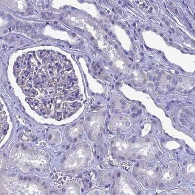 Immunohistochemistry-Paraffin: EAAT4 Antibody [NBP2-48740] - Staining of human kidney shows low expression as expected.