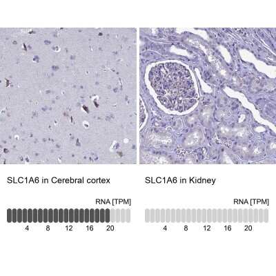 Immunohistochemistry-Paraffin: EAAT4 Antibody [NBP2-48740] - Staining in human cerebral cortex and kidney tissues using anti-SLC1A6 antibody. Corresponding SLC1A6 RNA-seq data are presented for the same tissues.