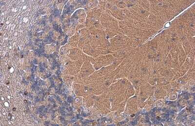 Immunohistochemistry-Paraffin: EAAT4 Antibody [NBP3-13357] - Mouse cerebellum. EAAT4 stained by EAAT4 antibody (NBP3-13357) diluted at 1:500. Antigen Retrieval: Citrate buffer, pH 6.0, 15 min.