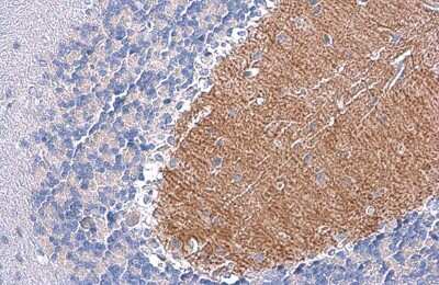 Immunohistochemistry-Paraffin: EAAT4 Antibody [NBP3-13357] - Rat cerebellum. EAAT4 stained by EAAT4 antibody (NBP3-13357) diluted at 1:500. Antigen Retrieval: Citrate buffer, pH 6.0, 15 min.