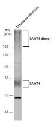 Western Blot: EAAT4 Antibody [NBP3-13357] - Mouse tissue extract (50 ug) was separated by 7.5% SDS-PAGE, and the membrane was blotted with EAAT4 antibody (NBP3-13357) diluted at 1:1000. The HRP-conjugated anti-rabbit IgG antibody (NBP2-19301) was used to detect the primary antibody.