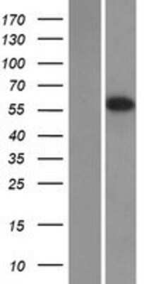 Western Blot: EAAT4 Overexpression Lysate (Adult Normal) [NBP2-10518] Left-Empty vector transfected control cell lysate (HEK293 cell lysate); Right -Over-expression Lysate for EAAT4.