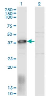 Western Blot: EAF1 Antibody (1G2) [H00085403-M05] - Analysis of EAF1 expression in transfected 293T cell line by EAF1 monoclonal antibody (M05), clone 1G2. Lane 1: EAF1 transfected lysate (Predicted MW: 29 KDa). Lane 2: Non-transfected lysate.