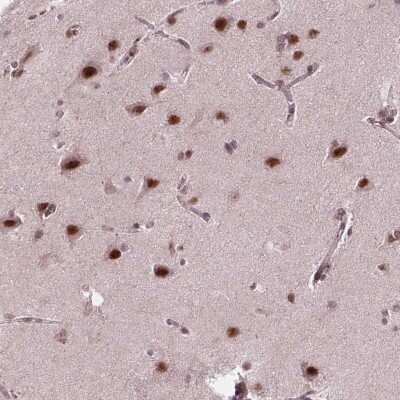 Immunohistochemistry-Paraffin: EAF1 Antibody [NBP2-49604] - Staining of human cerebral cortex shows high expression.