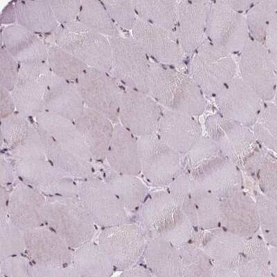 Immunohistochemistry-Paraffin: EAF1 Antibody [NBP2-49604] - Staining of human skeletal muscle shows low expression as expected.