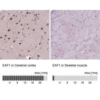 <b>Orthogonal Strategies Validation. </b>Immunohistochemistry-Paraffin: EAF1 Antibody [NBP2-49604] - Staining in human cerebral cortex and skeletal muscle tissues using anti-EAF1 antibody. Corresponding EAF1 RNA-seq data are presented for the same tissues.