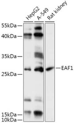 Western Blot: EAF1 Antibody [NBP2-92383] - Analysis of extracts of various cell lines, using EAF1 at 1:1000 dilution.Secondary antibody: HRP Goat Anti-Rabbit IgG (H+L) at 1:10000 dilution.Lysates/proteins: 25ug per lane.Blocking buffer: 3% nonfat dry milk in TBST.Detection: ECL Basic Kit .Exposure time: 60s.