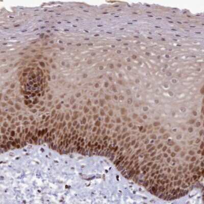 Immunohistochemistry-Paraffin: EARS2 Antibody [NBP1-91857] - Staining of human esophagus shows strong cytoplasmic positivity in squamous epithelial cells.