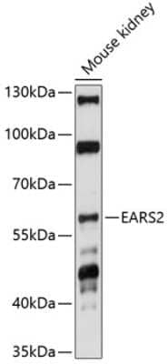 Western Blot: EARS2 Antibody [NBP3-05027] - Analysis of extracts of mouse kidney, using EARS2 antibody at 1:1000 dilution. Secondary antibody: HRP Goat Anti-Rabbit IgG (H+L) at 1:10000 dilution. Lysates/proteins: 25ug per lane. Blocking buffer: 3% nonfat dry milk in TBST. Detection: ECL Basic Kit .