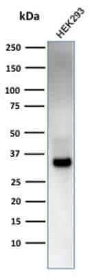 Western Blot: EBAG9/RCAS1 Antibody (CPTC-EBAG9-2) - Azide and BSA Free [NBP3-08860] - Western Blot Analysis of HEK293 cell lysate using EBAG9/RCAS1 Mouse Monoclonal Antibody (CPTC-EBAG9-1).